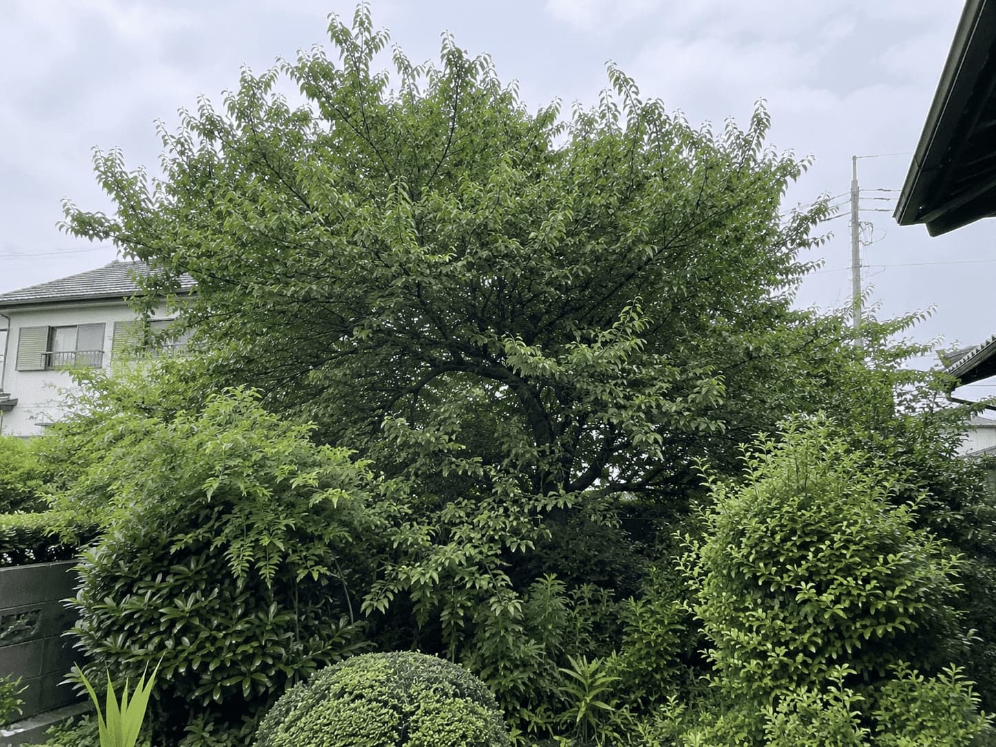 伐採・剪定 前
