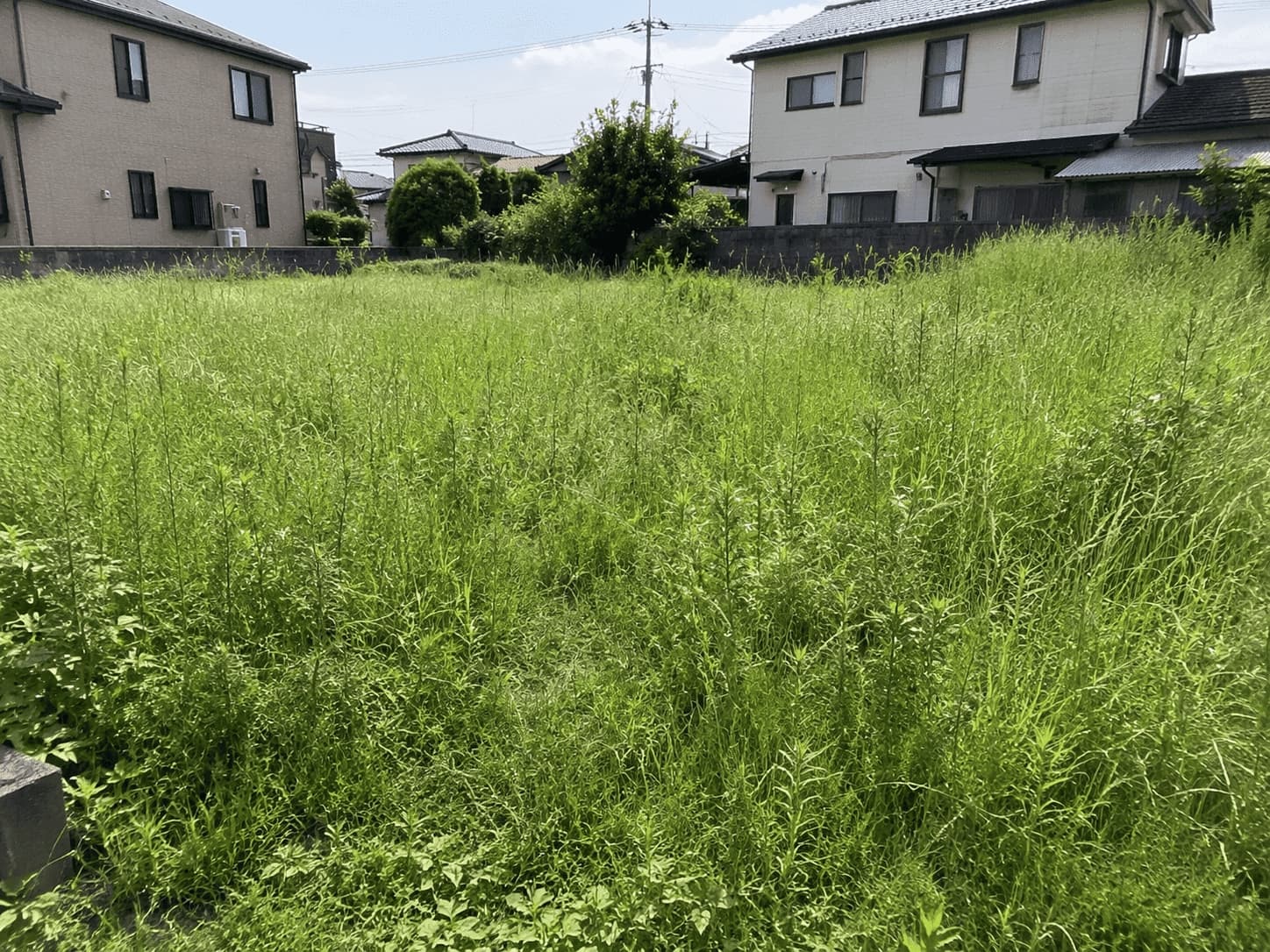 草刈り 前